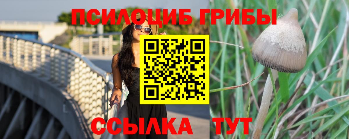 Галлюциногенные грибы Psilocybe Юрга